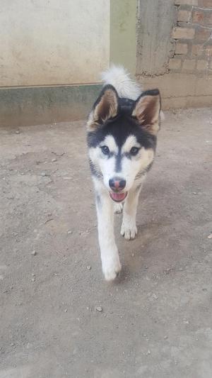 Se Vende a Un Alaska Malamute