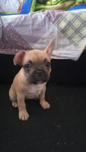 Se vende Cachorra Bulldog francs fawn de 3 meses