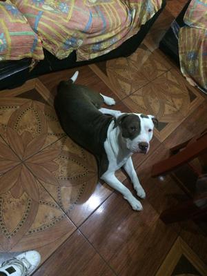 Servicio de Monta Pitbull Red Nose