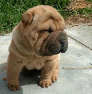 Sharpei