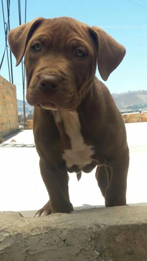 Vendo Cachorra Pitbull Red Nose