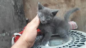 Vendo Gatito de 2 Meses Cruse Angora Y S