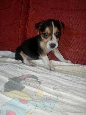 Beagle con Jack Russell