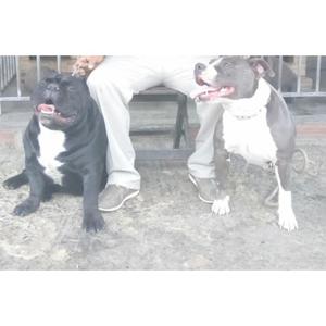 Cachorros American Bully