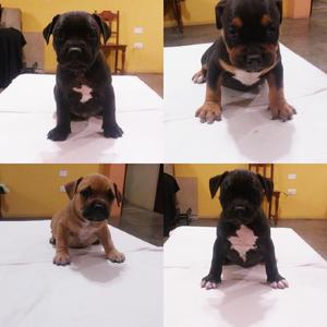 Cachorros American Bully