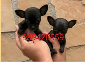 Cachorros Chihuahuas Negritas Toy