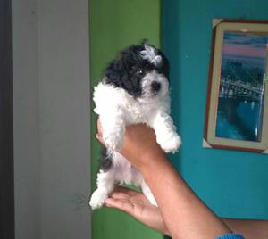 Chitzu