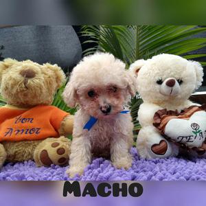 Poodle Toy Macho