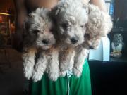 Poodles Caniches Toy champang caramelos