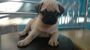 Pug Carlino Bellos Cachorros Ofrecemos