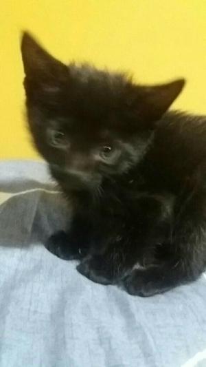 Regalo Gatito