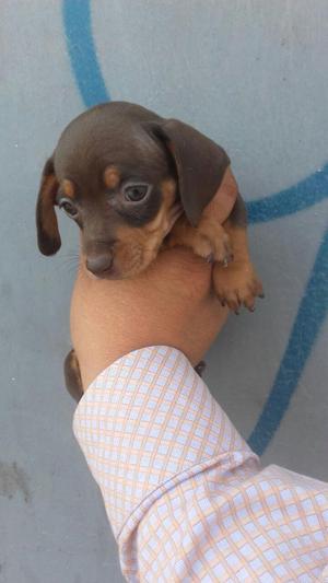 Salchicha Adorables Cachorros Ofrecemos