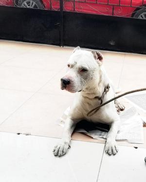 Servicio de Monta Dogo Argentino