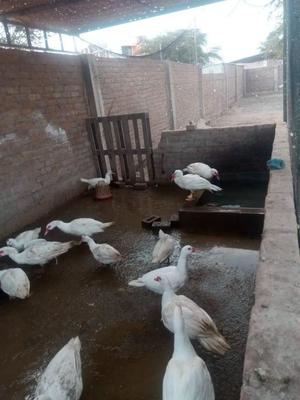 Venta de Patos Raza Muscvoy