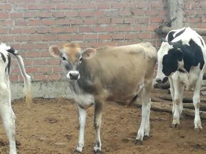 Venta de Terneras Holstein Y Jersey