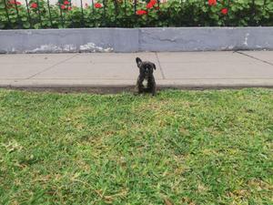 bulldog frances hermoso cachorro