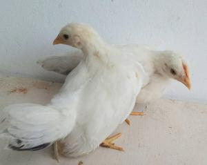 pollo pollito nagasaki pareja