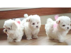 BICHON MALTES LINDOS PELUDITOS MACHO HENBRA