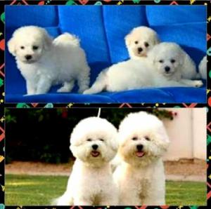 Bichon Frise