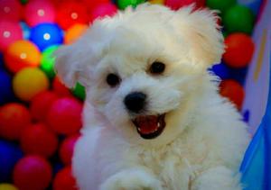 Bichon Maltes Lindos