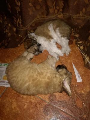 Cachorrita Shih Tzu
