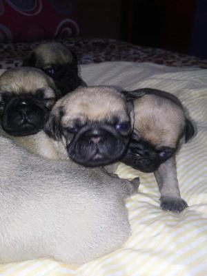 Cachorros Put.carliño Hembras