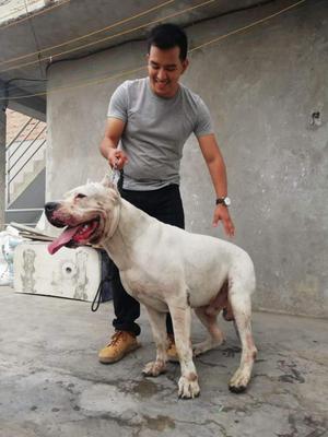 Dogo Argentino