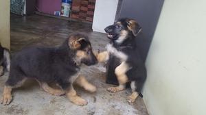 Pastor Alemán Finos Cachorros Ofrecemos