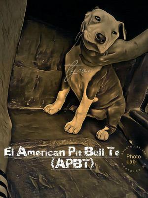 Pitbulls American Terrier!