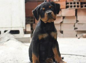 Rottweiler Cn Registro Pedigre 