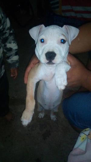 Vendo Cachorra Fuxion American Bully