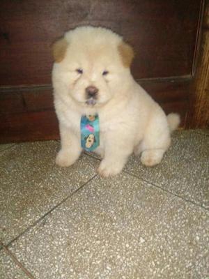 en Venta Chow Chow