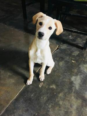 Adopta Perrita de 6 Meses Y Medio