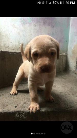 Algun Perro Labrador Em Adopcion Xfa