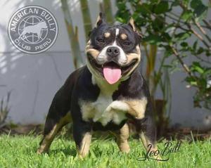 American Bully