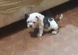 American Bully