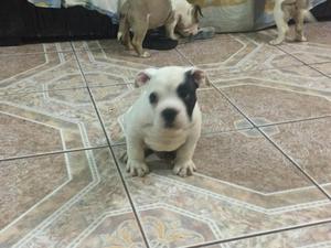 American Bully