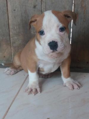 American Bully