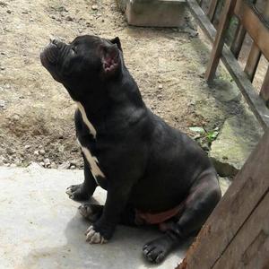 American Bully Exotic