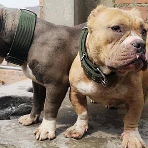 American Bully Pocket Exotic con Abci