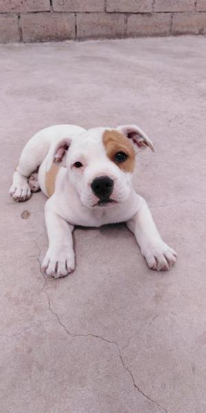 Cachorro American Bully x Staffy