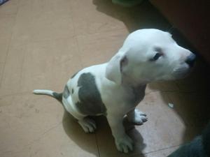 Cachorro Pitbull