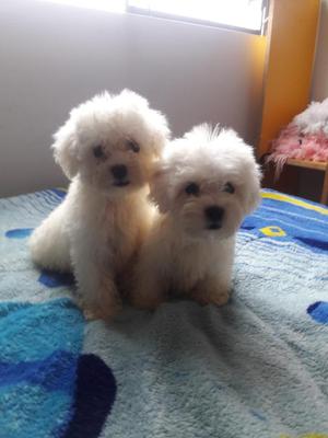 Cachorros Bichón Frise