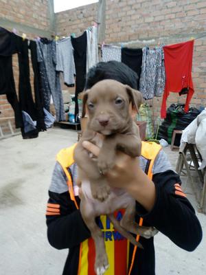 Cachorros Pitbull