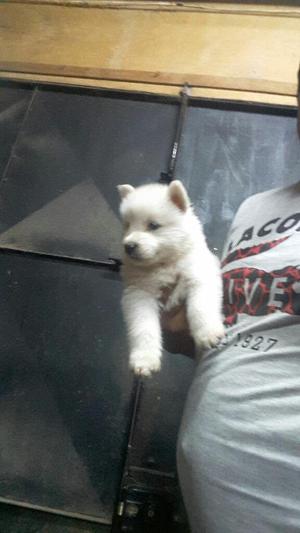 Cachorros Samoyedos