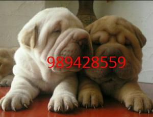Cachorros Sharpei