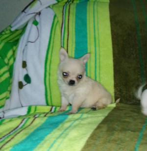 Chihuahua Toy Machos Cachorros