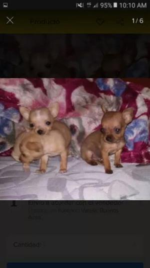 Chihuahuitas