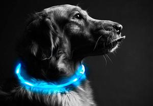 Collares nocturos LED para mascotas