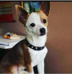 Hermoso Perro Chihuahua